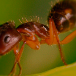 Museu Planeta Inseto