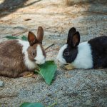 Vila dos Coelhos: diversão e aprend...